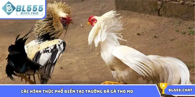 Các hình thức phổ biến tại trường đá gà Tho Mo